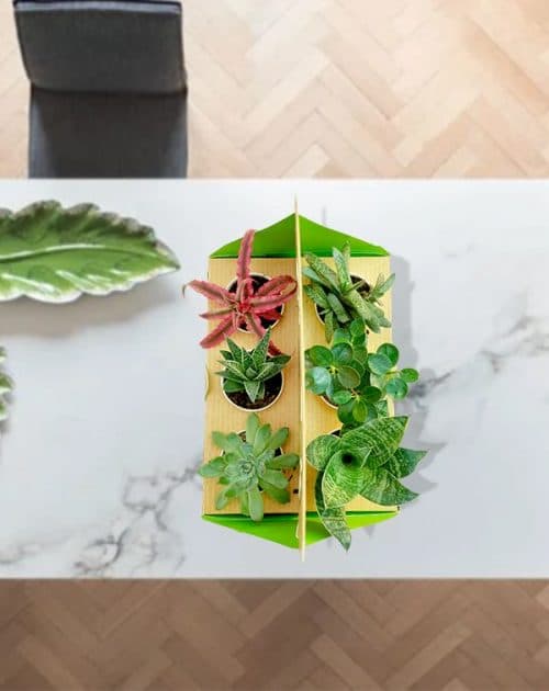 Gift Pack of 6 Plants3_Background