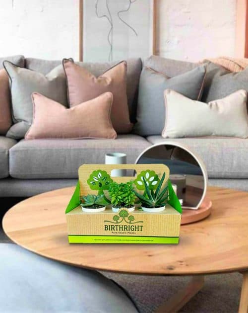 Gift Pack of 6 Plants4_Background
