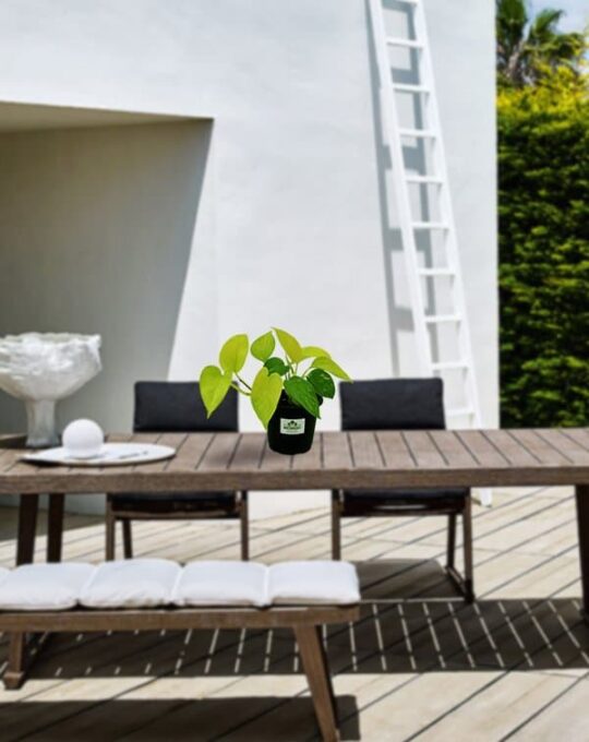 Golden Money Plant_Background_Outdoor