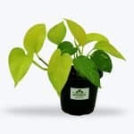 Original Golden Money Plant - Birthright