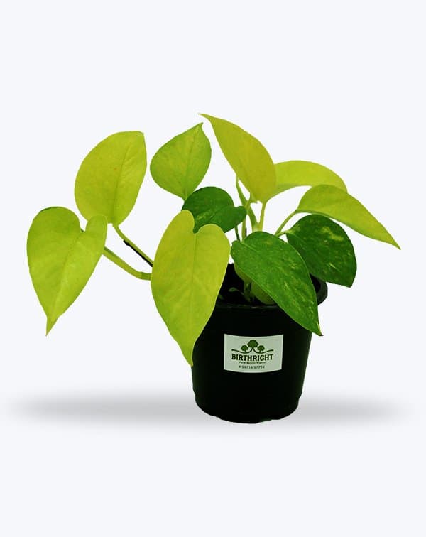 Original Golden Money Plant - Birthright