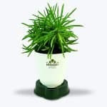 Buy Senecio Plant in India - Birthright