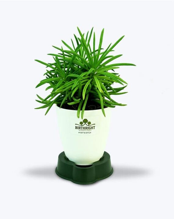 Buy Senecio Plant in India - Birthright
