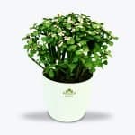 Original Jade Plant Bonsai - Birthright