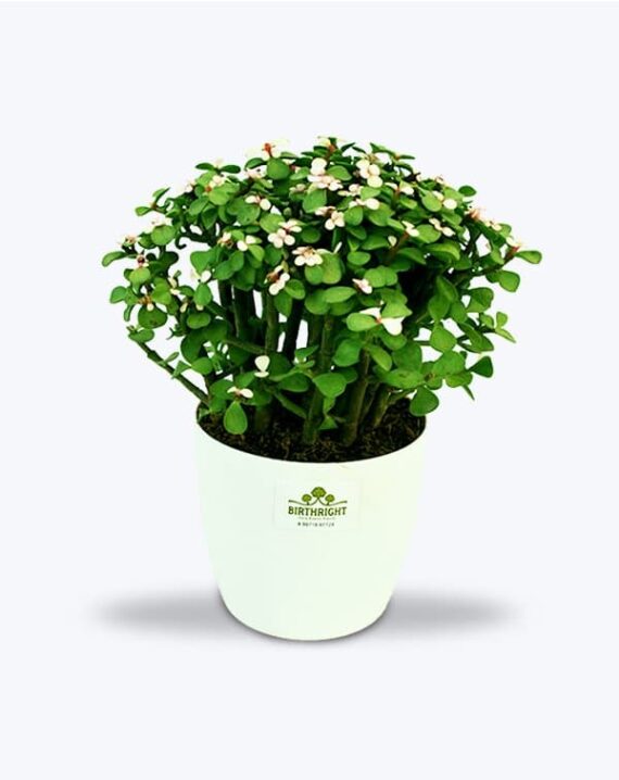 Original Jade Plant Bonsai - Birthright