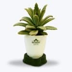Original Kalanchoe Succulent Plant - Birthright