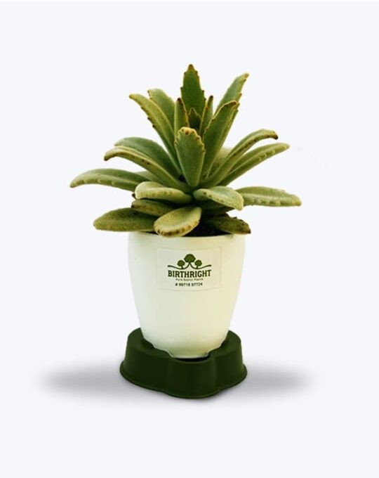 Kalanchoe Succulant_WB