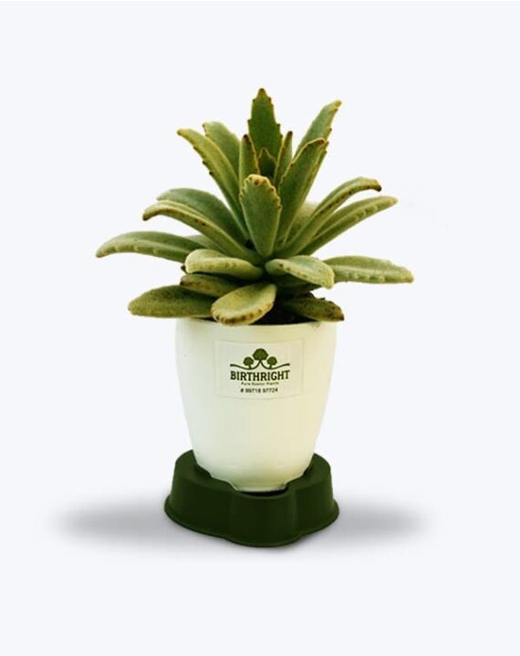 Original Kalanchoe Succulent Plant - Birthright