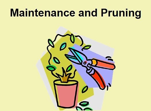 Maintenance and Pruning - Birthright