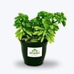 Original Peperomia Succulent Plant - Birthright