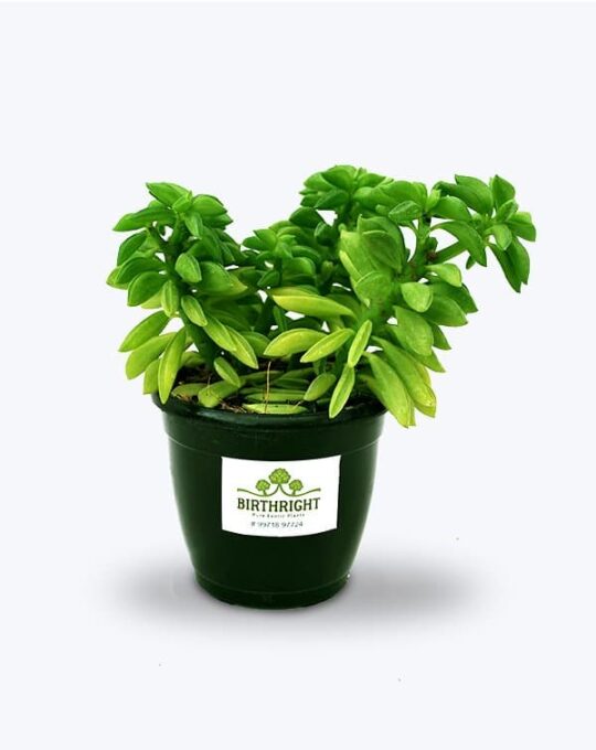 Peperomia succulant_WB