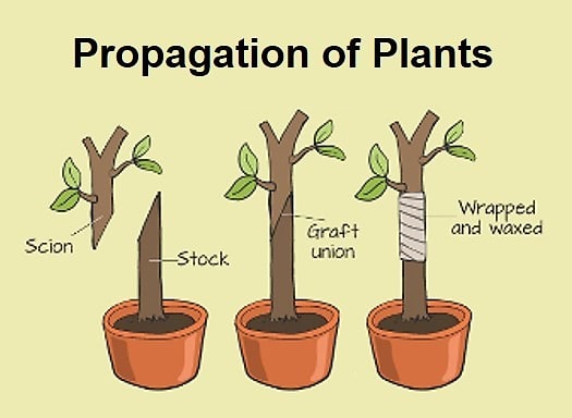 Propagation of Plants - Birthright
