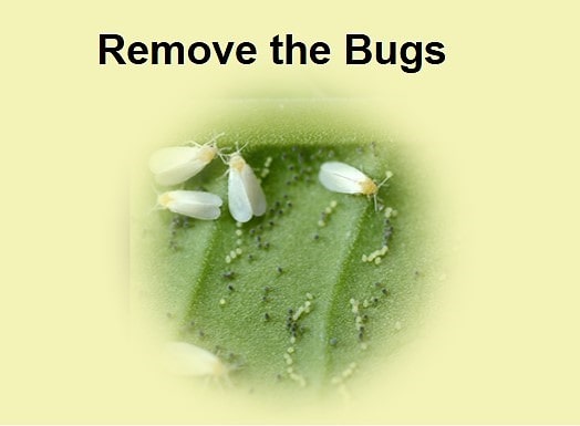 Remove the Bugs - Birthright