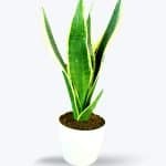 Original Sansevieria Snake Plants - Birthright