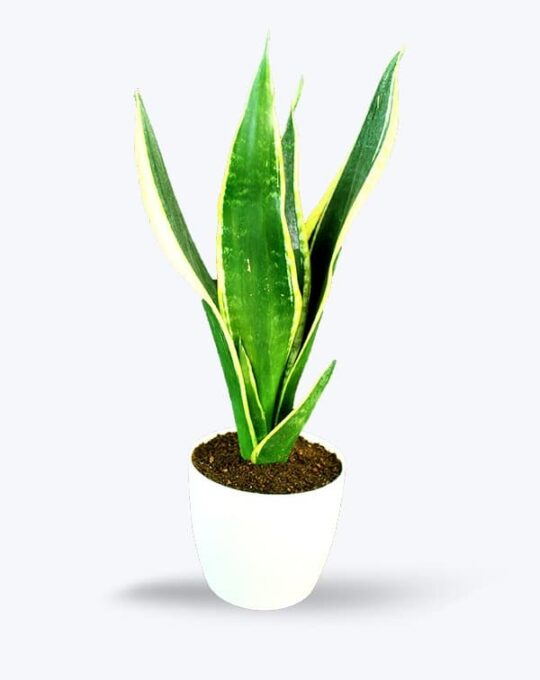 Sanseveria Snake Big_WB