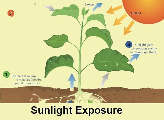 Sunlight Exposure - Birthright