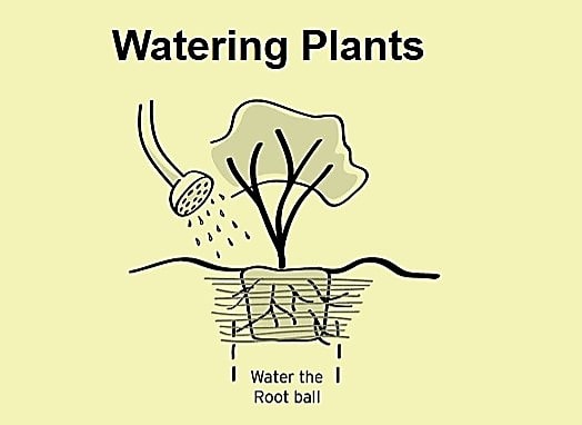 Watering Plants - Birthright