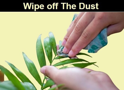 Wipe off The Dust - Birthright