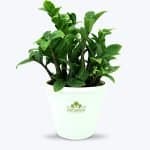 Zamioculcas Zamiifolia Plant - Birthright