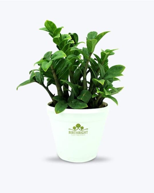 ZZ Plant_WB