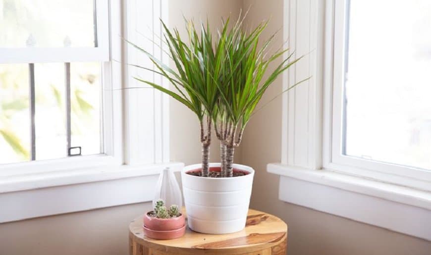 dracaena-dragon-tree blog