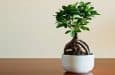 ficus bonsai blog