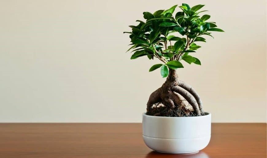 ficus bonsai blog