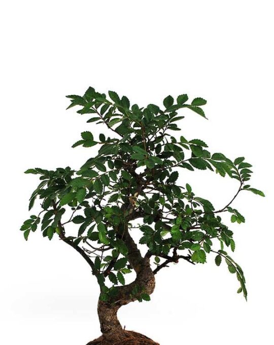 elm-1-2