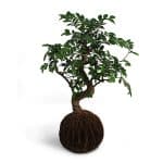 Original Kokedama Chinese Elm - Birthright