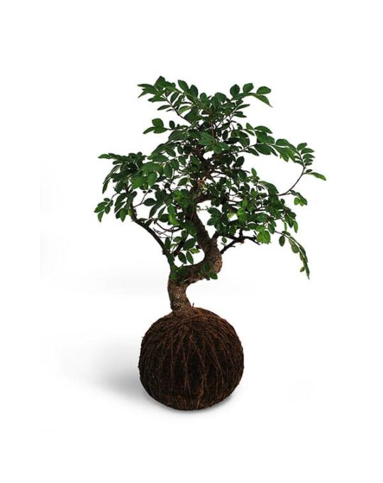 elm