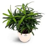 Original Podocarpus Plant - Birthright