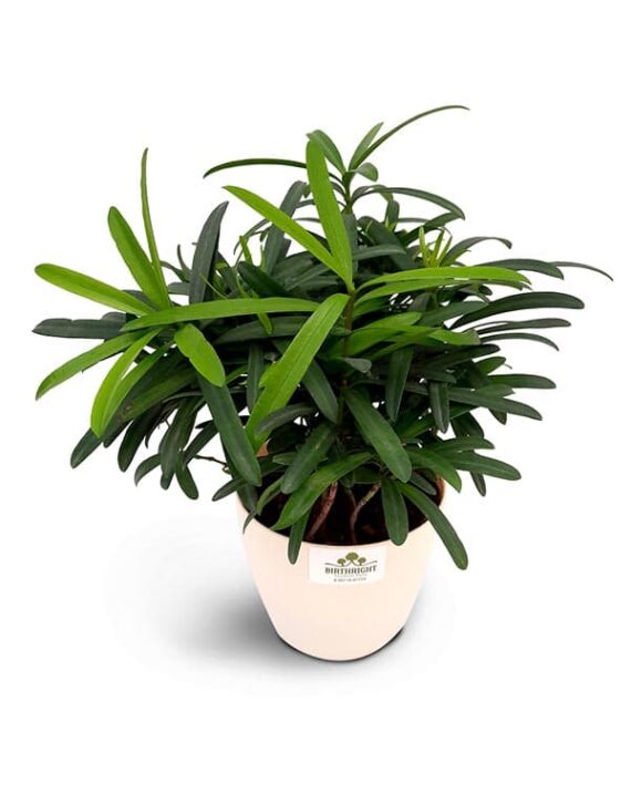 Original Podocarpus Plant - Birthright