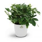 Schefflera Plant Online - Birthright