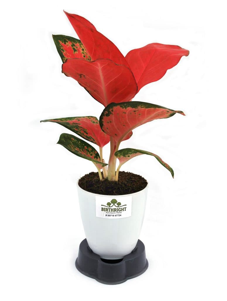 Original Aglaonema Pink Plant - Birthright