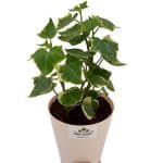 Buy English Ivy Plant - Birthright