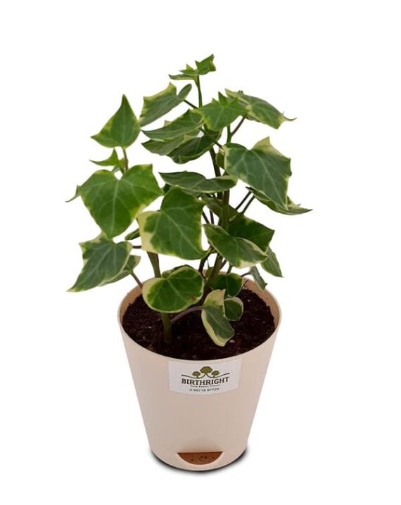 Buy English Ivy Plant - Birthright