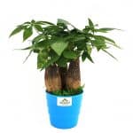Original Pachira Bonsai - Birthright