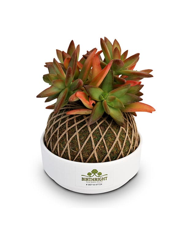 Kokedama Comfire Plant - Birthright