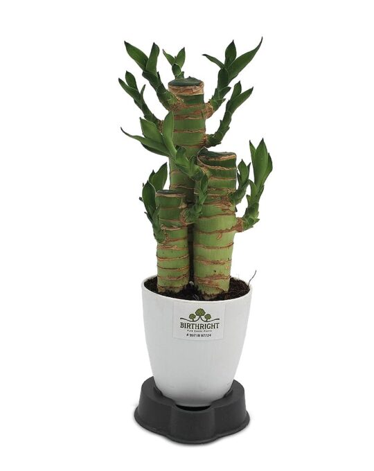cut leaf bamboo1