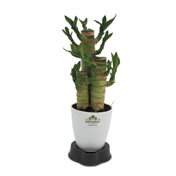 Cut Leaf Bamboo Plant - Birthright