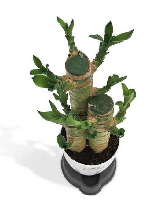 cut leaf bamboo2