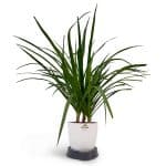 Buy Original Dracaena Plant - Birthright