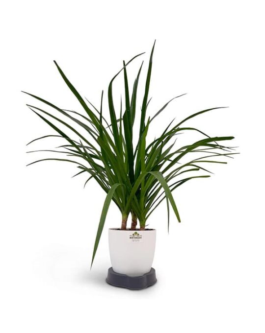dracaena3