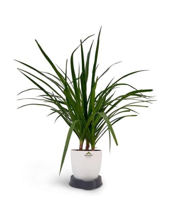 Buy Original Dracaena Plant - Birthright