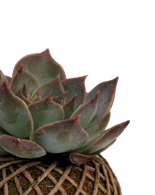 echiveria