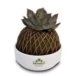 Buy Kokedama Echiveria Plant - Birthright