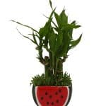 Original Bamboo Grass Plant - Birthright