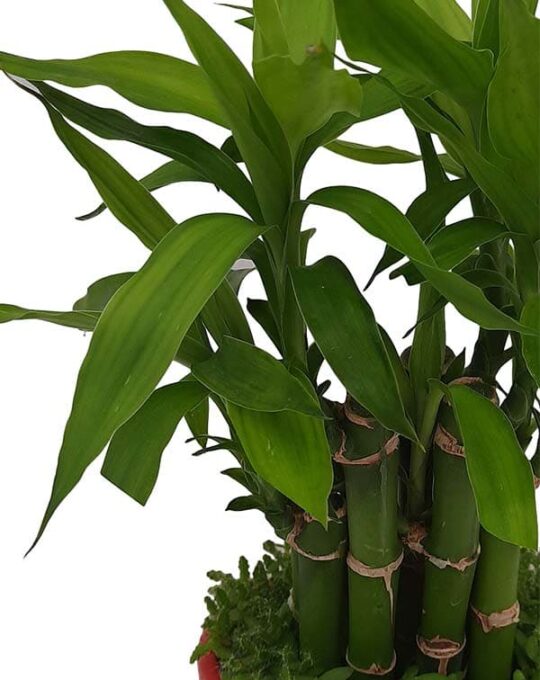 grass-bamboo-2