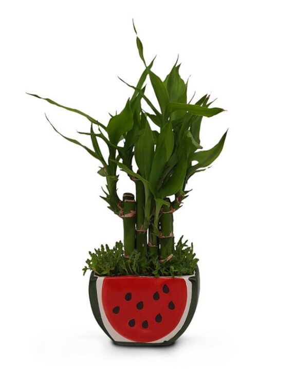 Original Bamboo Grass Plant - Birthright