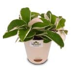 Buy Hoya Plant Online - Birthright
